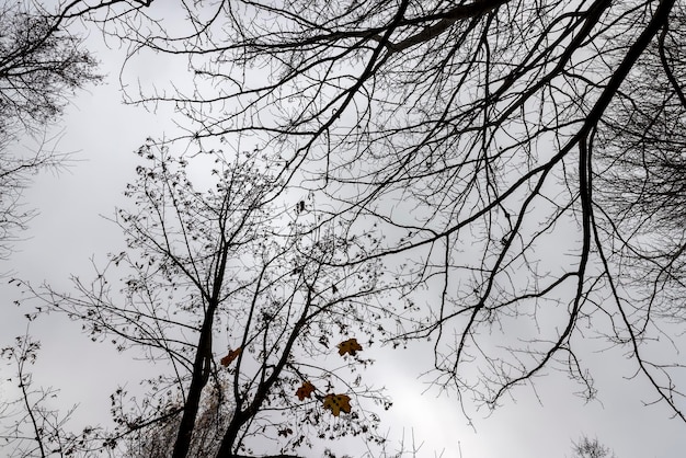 Árvores nuas na temporada de outono silhuetas de árvores sem folhagem em clima nublado de outono