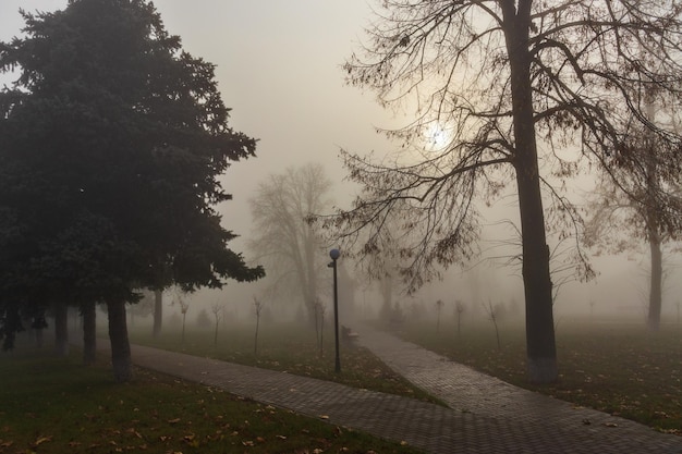 Árvores nuas no parque de neblina solar