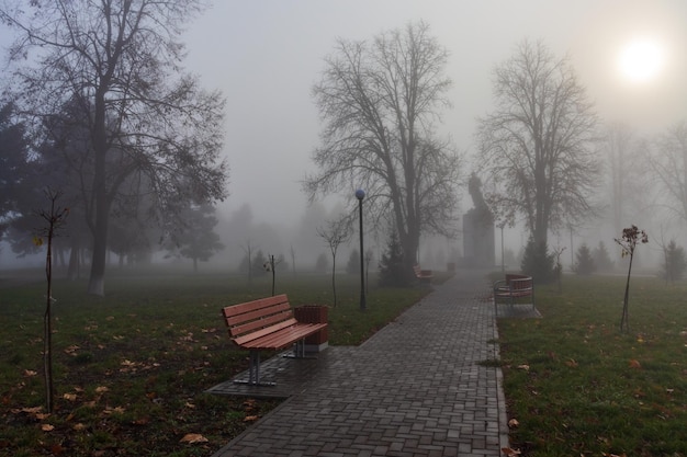 Árvores nuas no parque de neblina solar