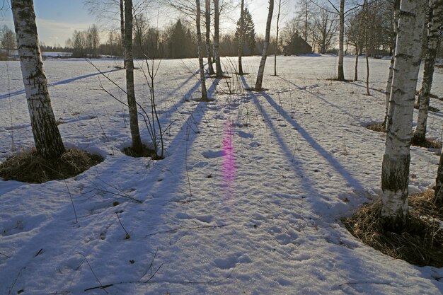 Árvores nuas num campo coberto de neve