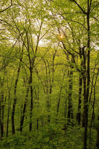 Árvores numa foto da floresta