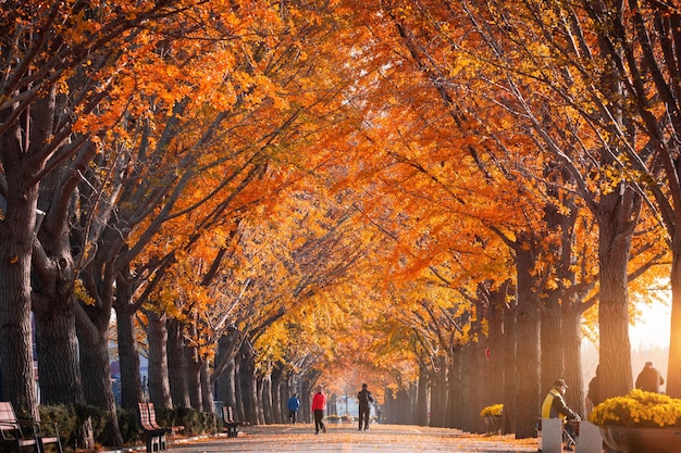 Árvores outonais de ginkgo com folhas amarelas além do riacho Gokkyocheon, perto de Asansi, Coreia