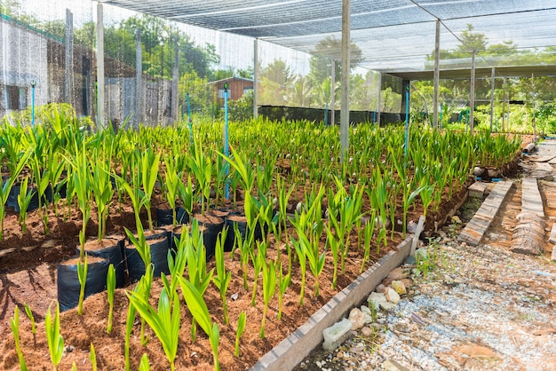 Árvores pequenas de coco jovens. preparações para essas variedades para o plantio de coqueiros