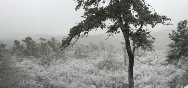 Árvores que crescem na floresta durante o tempo nebuloso