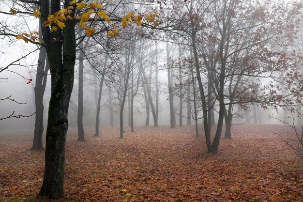 Árvores que crescem na floresta e são fotografadas na temporada de outono. Manhã, nevoeiro no parque