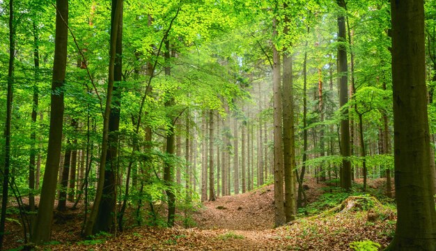 Árvores que crescem na floresta