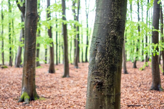 Árvores que crescem na floresta