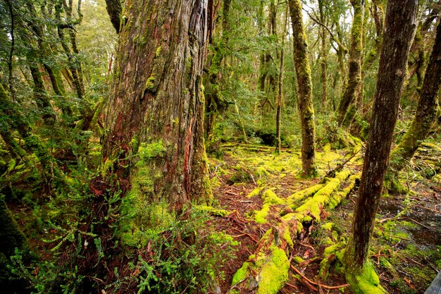 Árvores que crescem na floresta