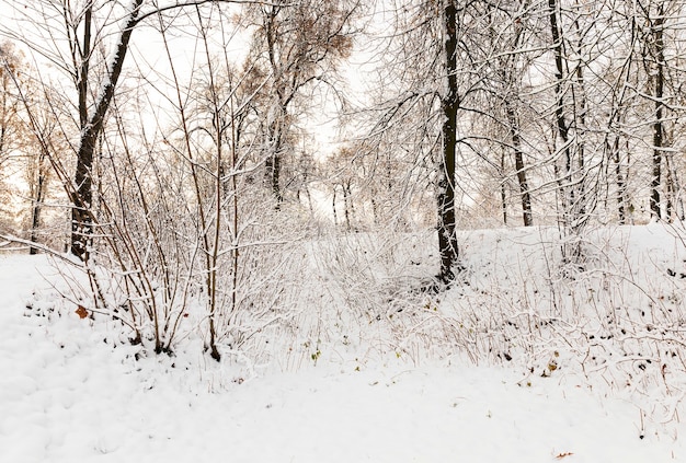 Árvores que crescem no parque, cobertas de neve após a última nevasca. de galhos de plantas, feito um close-up em uma pequena profundidade de campo. Inverno. O céu ao fundo.