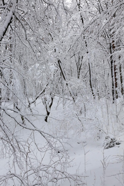 Árvores que crescem no parque cobertas de neve e gelo, temporada de inverno no parque ou na floresta após a queda de neve, árvores na neve branca