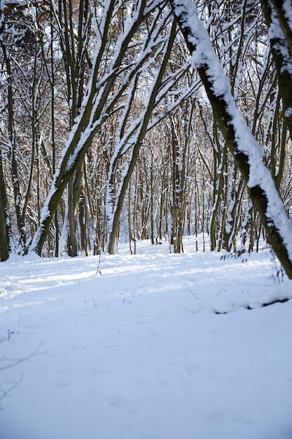 Árvores que crescem no parque cobertas de neve e gelo, temporada de inverno no parque ou na floresta após a queda de neve, árvores na neve branca