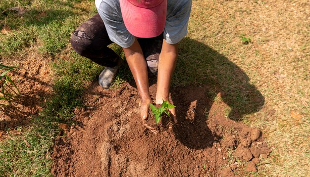 Árvores que crescem no solo na mão com o conceito de ecologia de solo seco