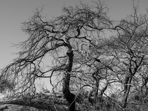 Árvores queimadas e paisagem dramática