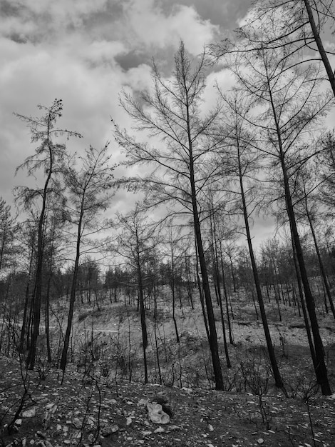 Árvores queimadas na floresta