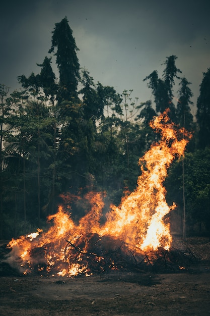 Árvores queimando ao ar livre na floresta