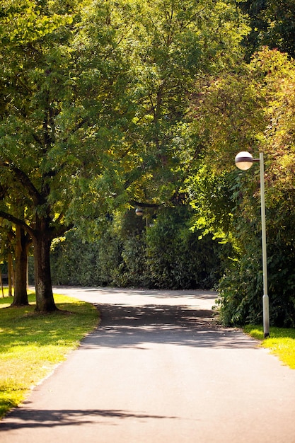 Árvores sazonais e estradas natureza verde no parque photo