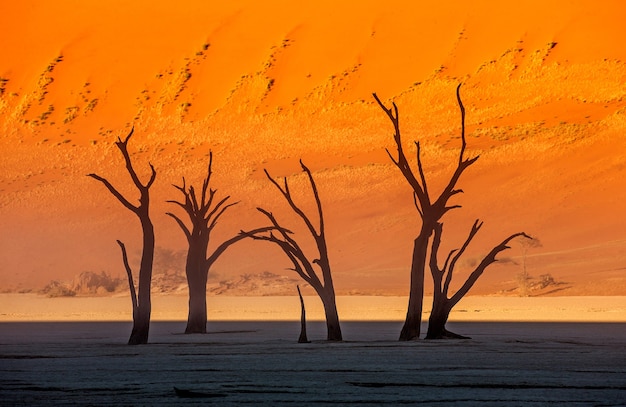 Árvores secas e dunas vermelhas com uma bela textura de areia