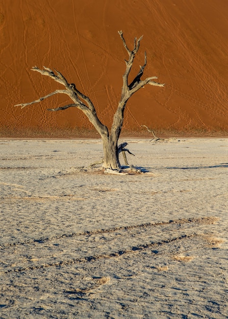 Árvores secas perto de dunas na África