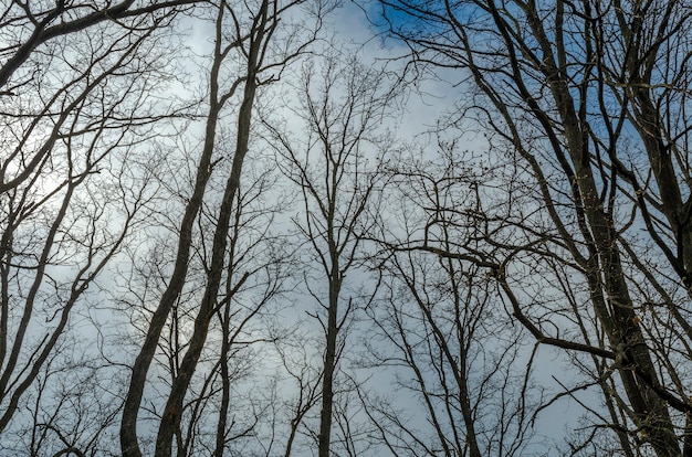 Árvores sem folhas e céu azul