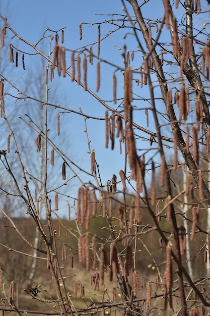 Árvores sem folhas na primavera