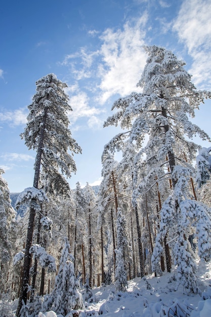 Árvores sob a neve