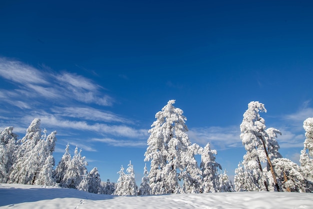 Árvores sob a neve