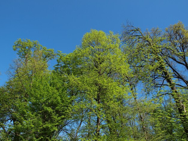 Árvores sobre o céu azul