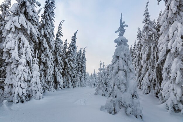 Árvores spruce altas cobertas de neve na floresta de inverno