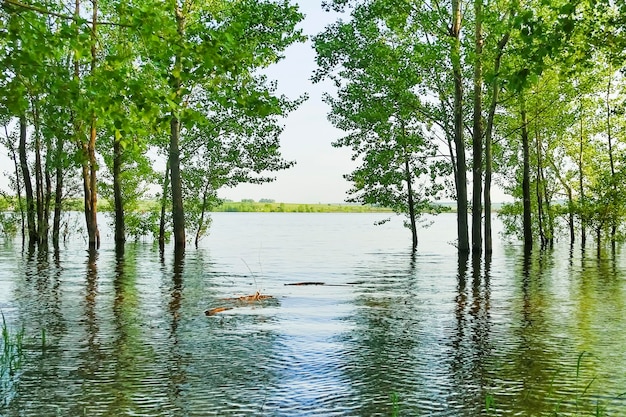 Árvores submersas