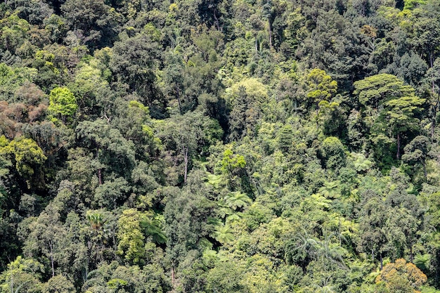 Árvores tropicais na floresta da selva em uma colina de montanha perto da cidade de Danang Vietnam Vista superior