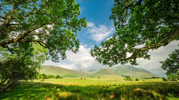 Árvores velhas e grandes no District Lake England