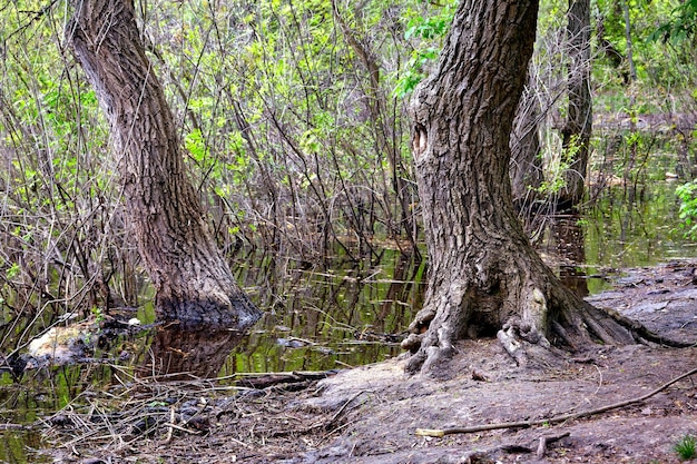 Árvores velhas na água e na costa