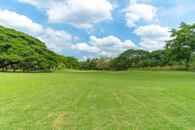 Árvores verdes com belo prado no parque