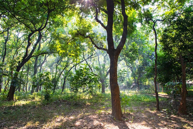 Árvores verdes da floresta natural no parque do jardim botânico