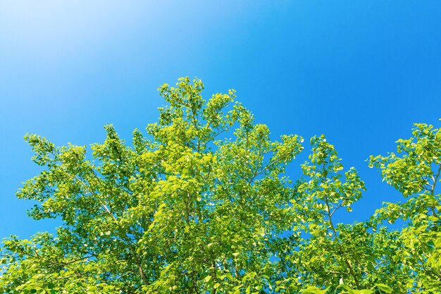 Árvores verdes da primavera contra o céu azul