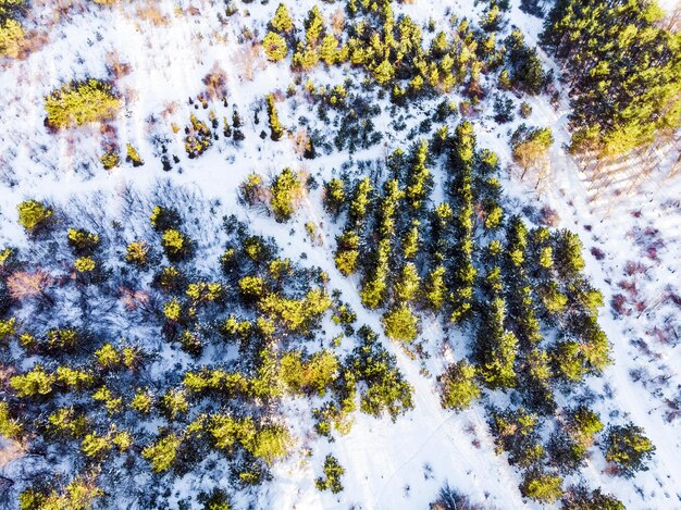 Árvores verdes de inverno