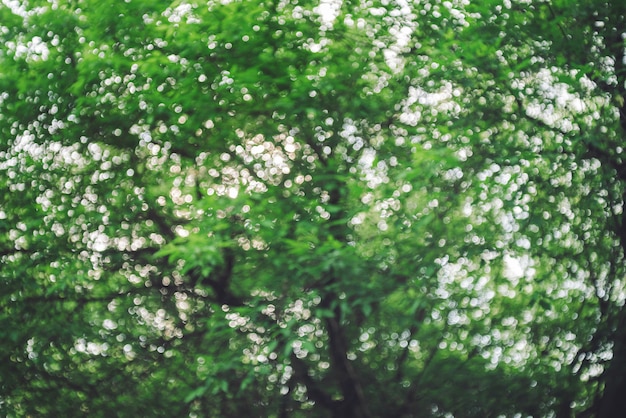 Árvores verdes no parque de verão