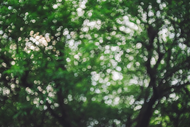 Árvores verdes no parque de verão