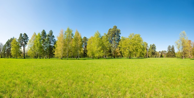 Árvores verdes no parque e céu azul