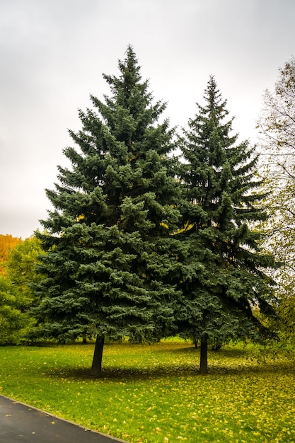 Árvores verdes no parque