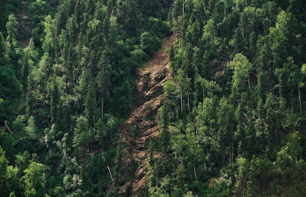 Árvores verdes saudáveis em uma floresta de velhos abetos e pinheiros descendo a colina para coníferas