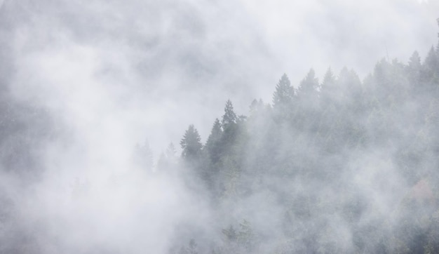 Árvores verdes verdes em uma floresta no topo de uma montanha coberta de nuvens e neblina