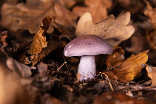 Ryadovka roxo cogumelo condicionalmente comestível entre as folhas de carvalho amarelas caídas