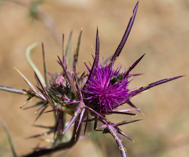 Ã Â•ryngium amethystinum con abeja