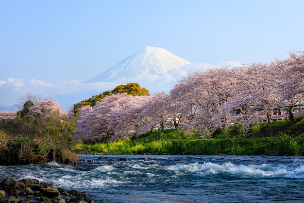 Ryuganbuchi en la ciudad de Fuji, la prefectura de Shizuoka es una de las populares flores de cerezo
