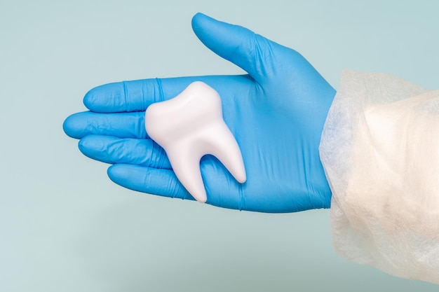 Ärzte halten ein Zahnmodell in der Hand Zahnarzt