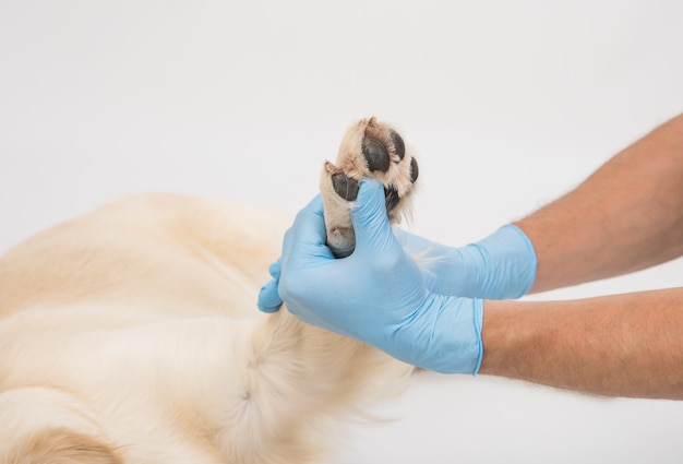 Ärztliche Untersuchung einer weißen Hundepfote mit Händen in Handschuhen