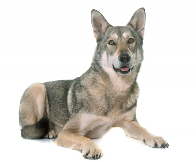 Saarloos Wolfshund isoliert