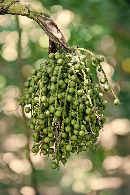 Saatperlen von grüner Farbe auf Baum in Honduras