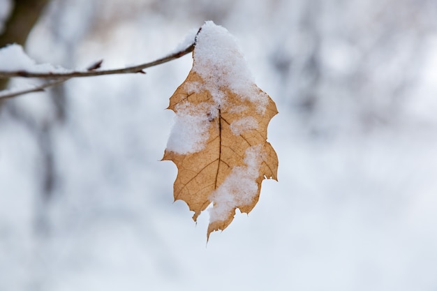 Una sábana amarilla seca cuelga de una rama y está cubierta de nieve.